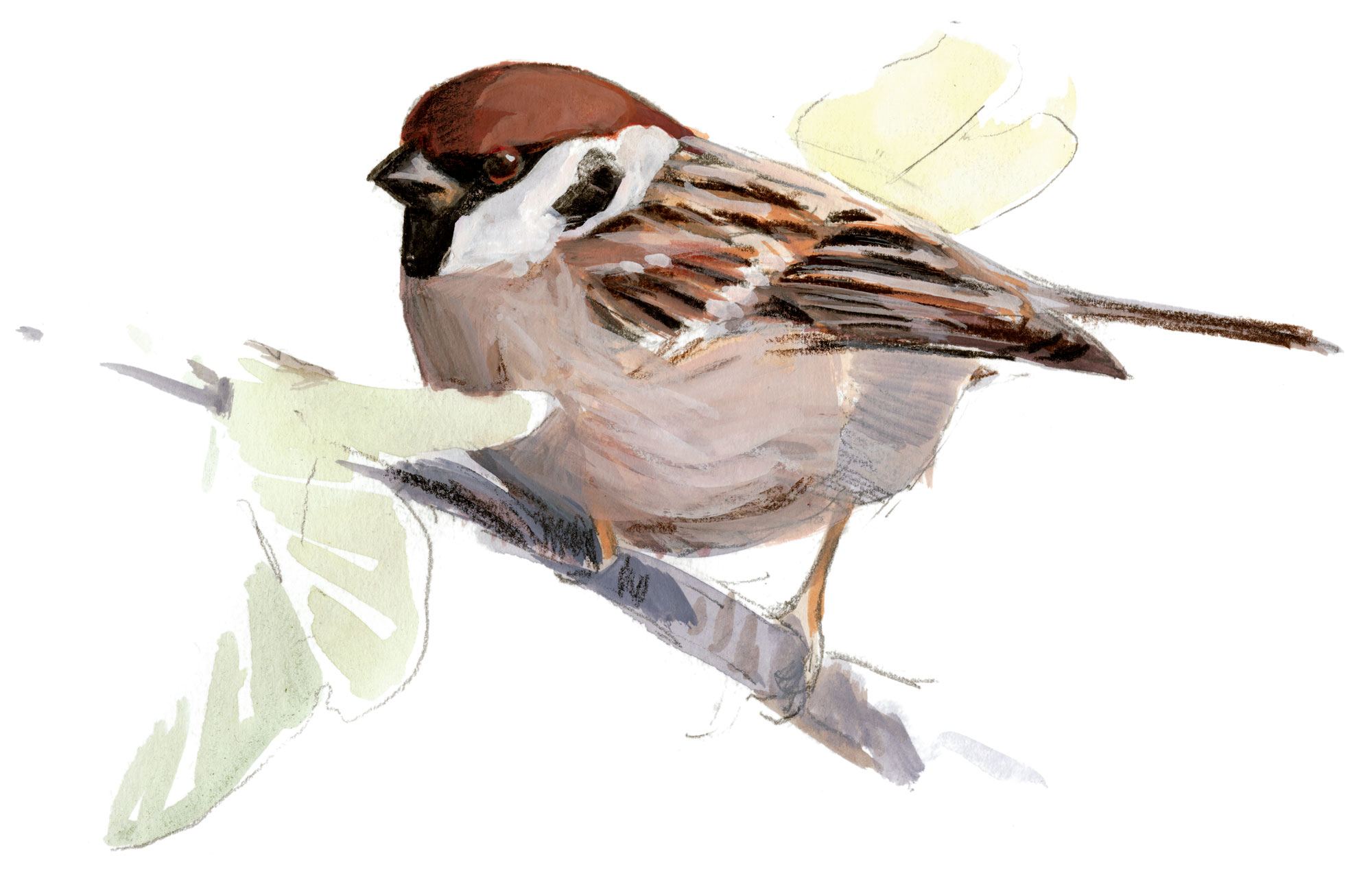 Moineau friquet