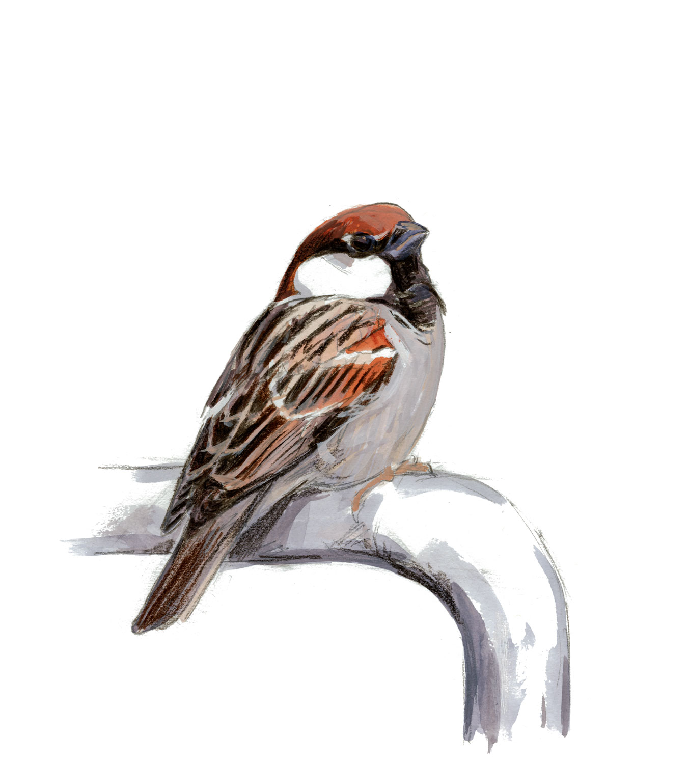 Moineau cisalpin