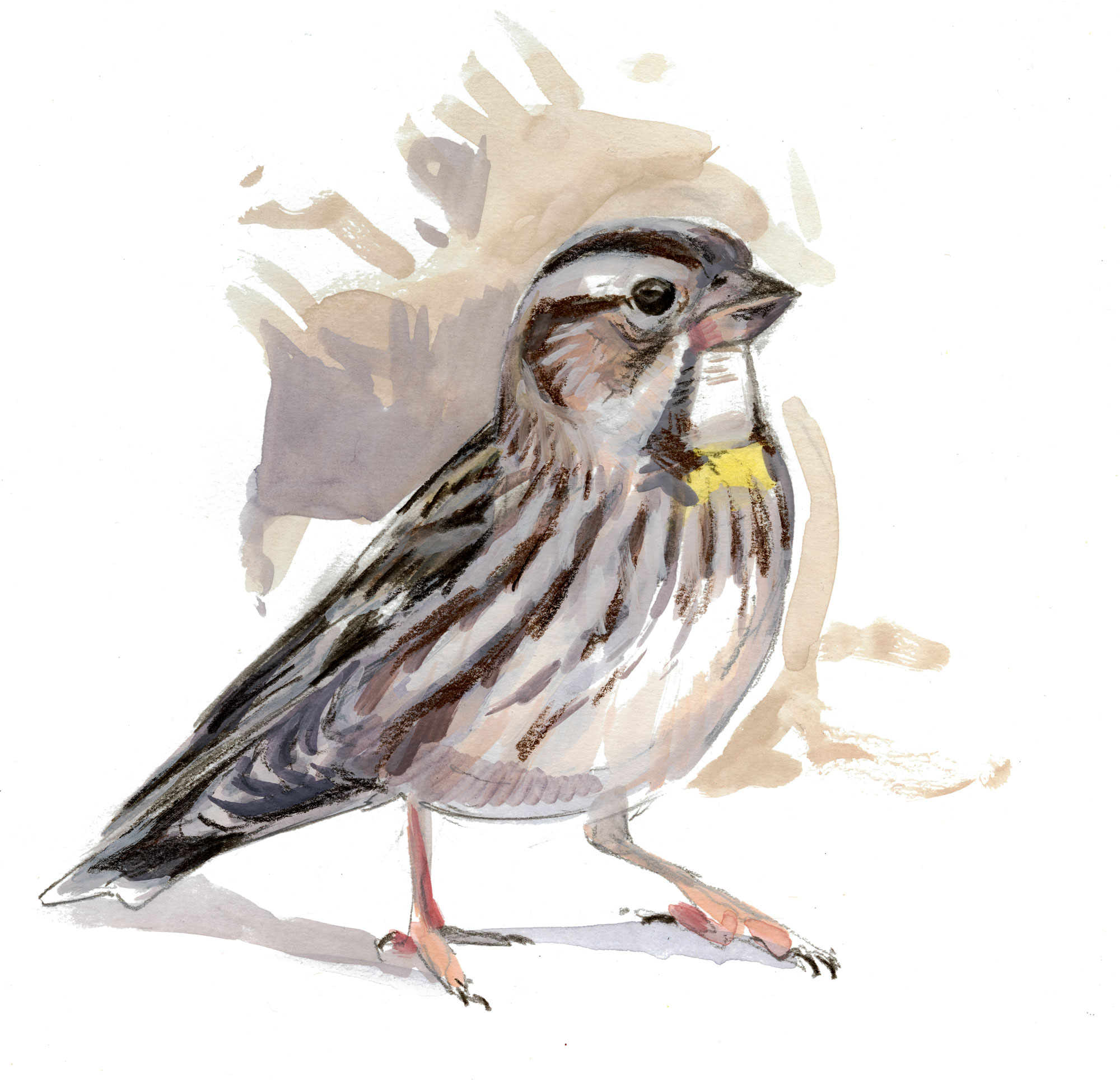 Moineau soulcie