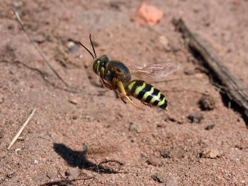 Guêpes fouisseuses, guêpes chasseresses et autres abeilles sauvages pourront se reproduire en paix, leur biotope sableux sera préservé.