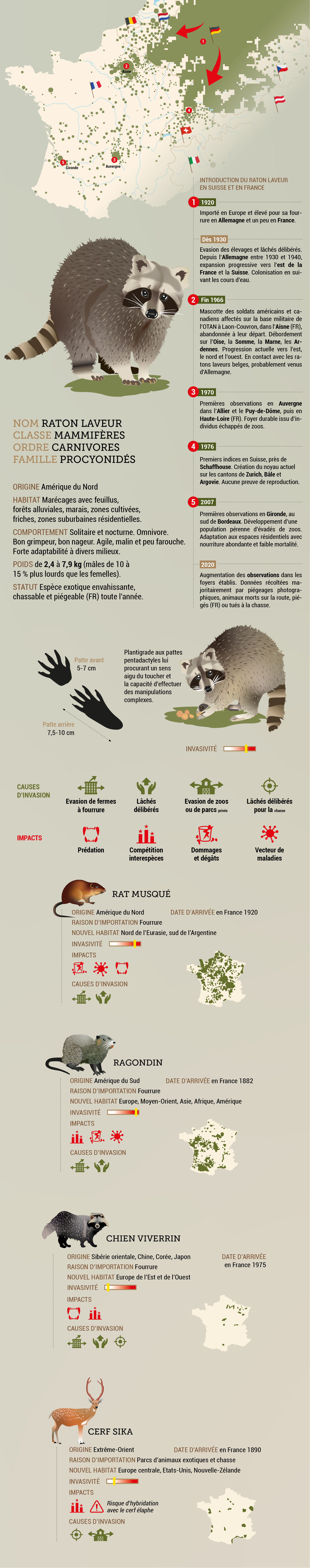 infographies 5 mammifères invasifs enFrance