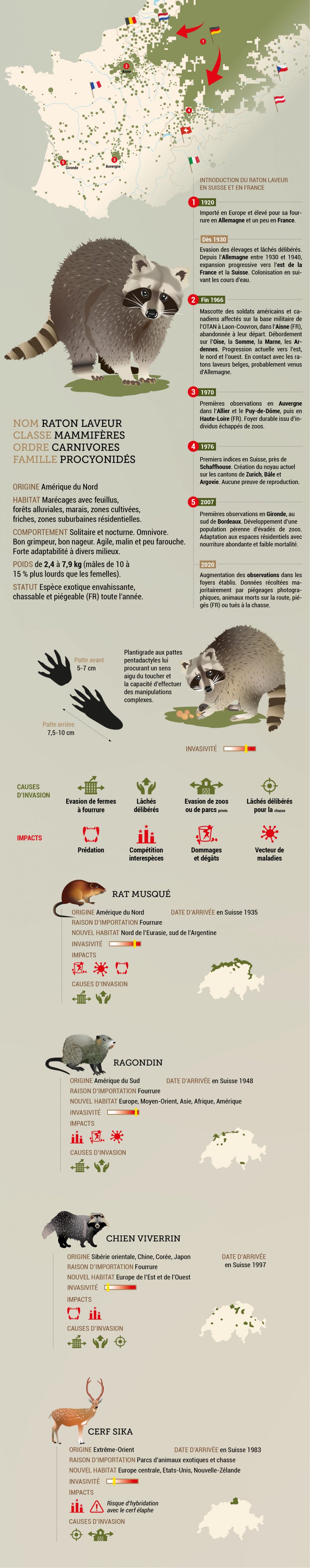 5 mammifères invasifs en Suisse infographie