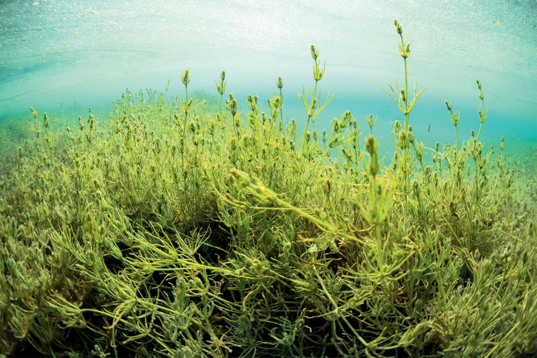 Quand une algue rouge a mangé une bleue pour lui voler la photosynthèse -  La Salamandre