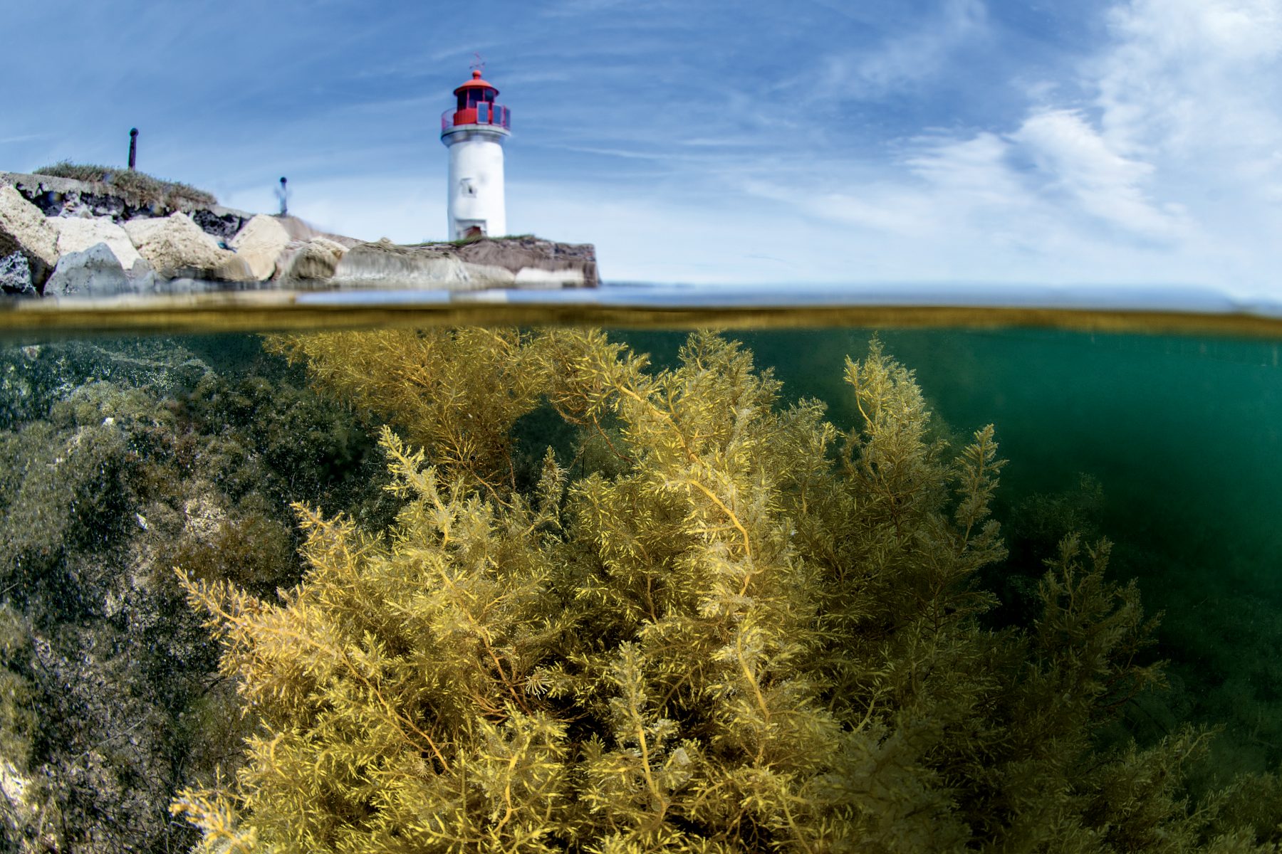 Les algues vertes flirtent avec la surface terrestre et l'eau douce - La  Salamandre