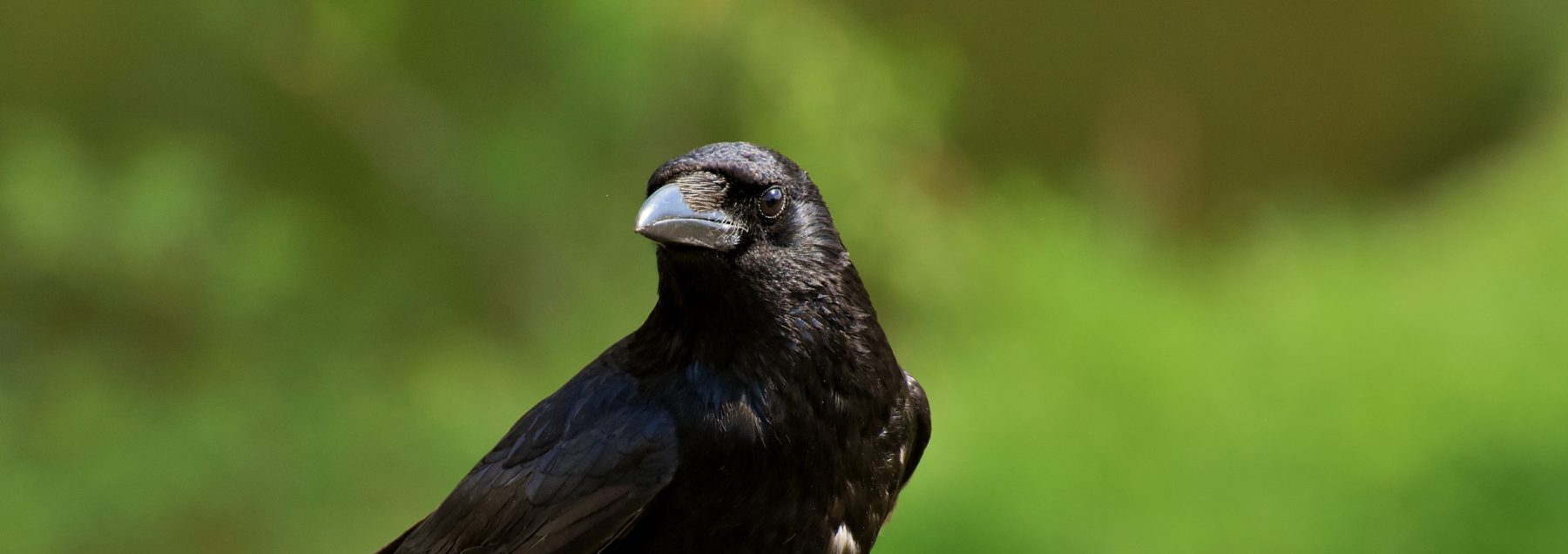 Corneille noire ou corbeau freux, quelles différences ? - La