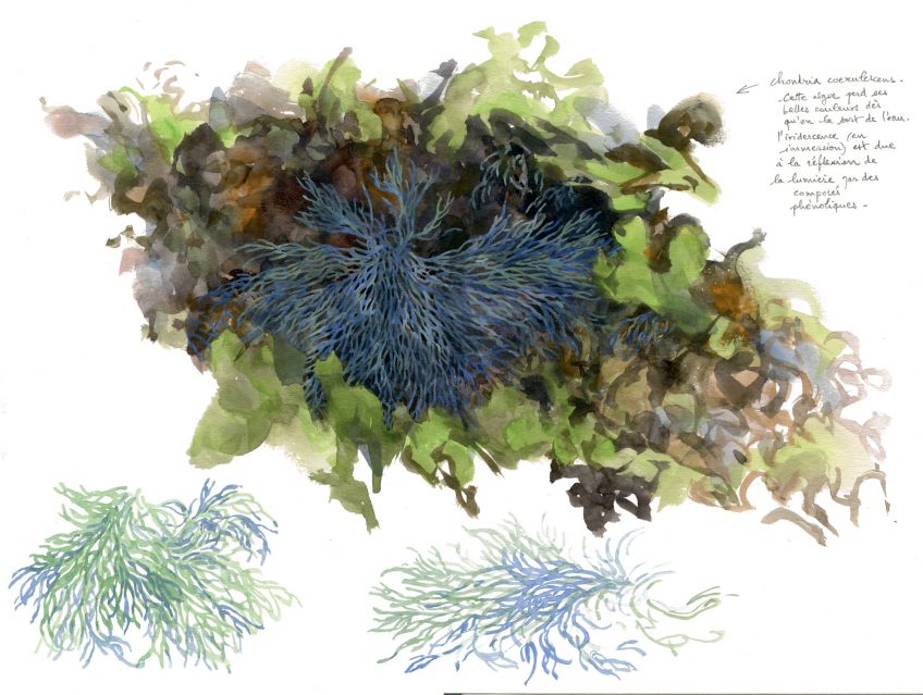 A la découverte des algues sur l'estran