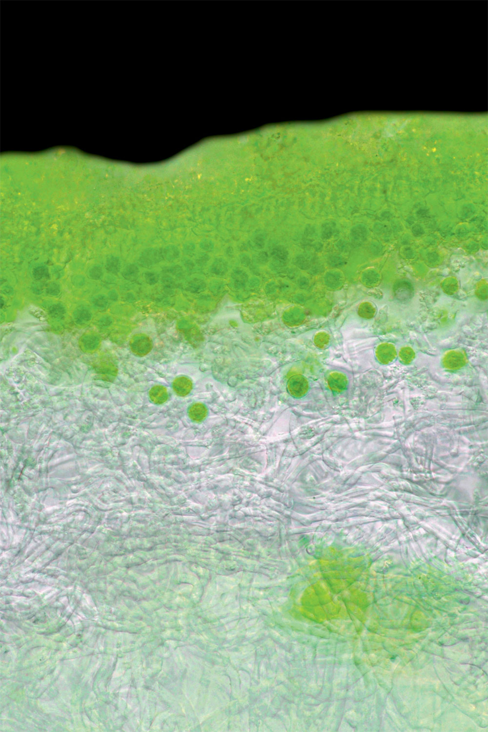 Comment les algues sont-elles sorties de l'eau avec de devenir plantes ?