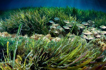 L'apparition des algues brunes, des diatomées aux laminaires - La Salamandre