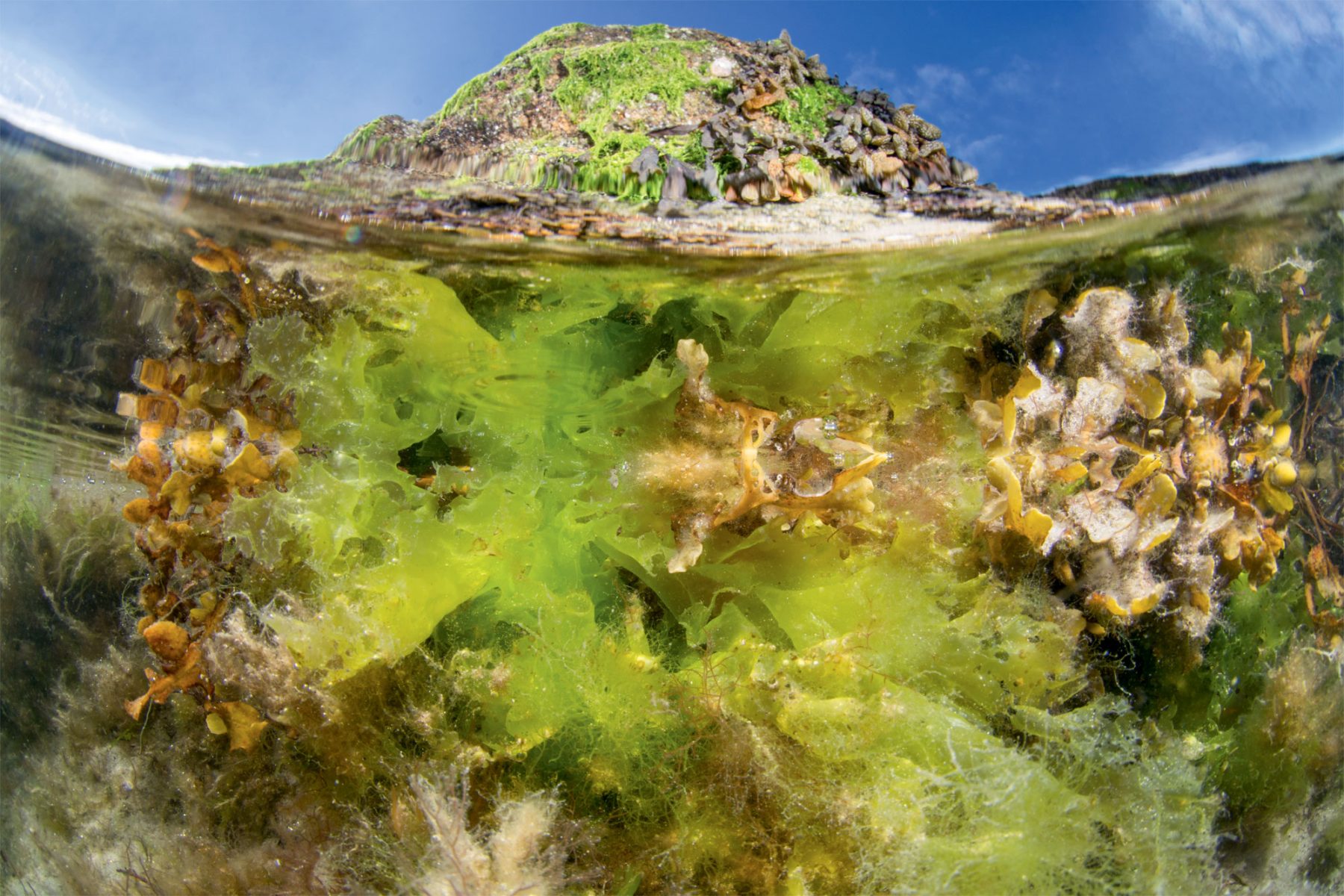 Classification des algues : algues rouges, algues bleues