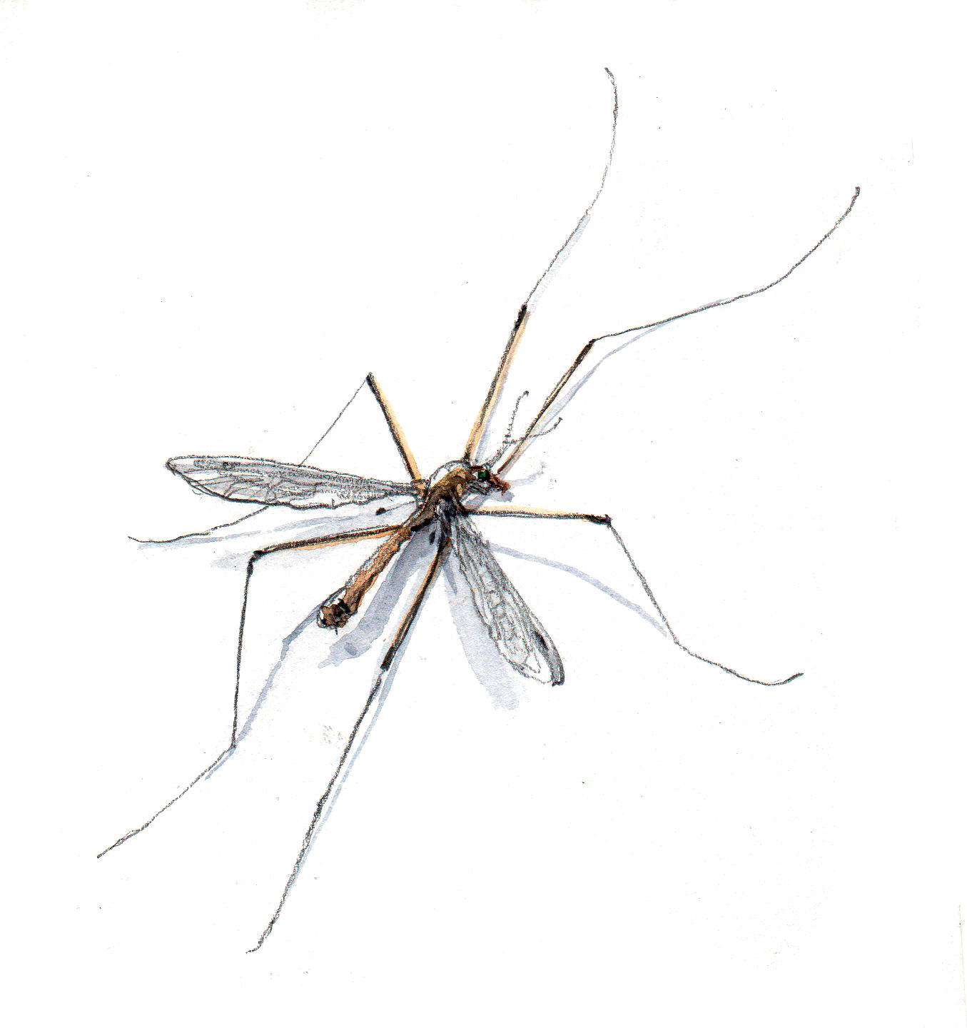 Mille et un squats dans la maison pour les insectes