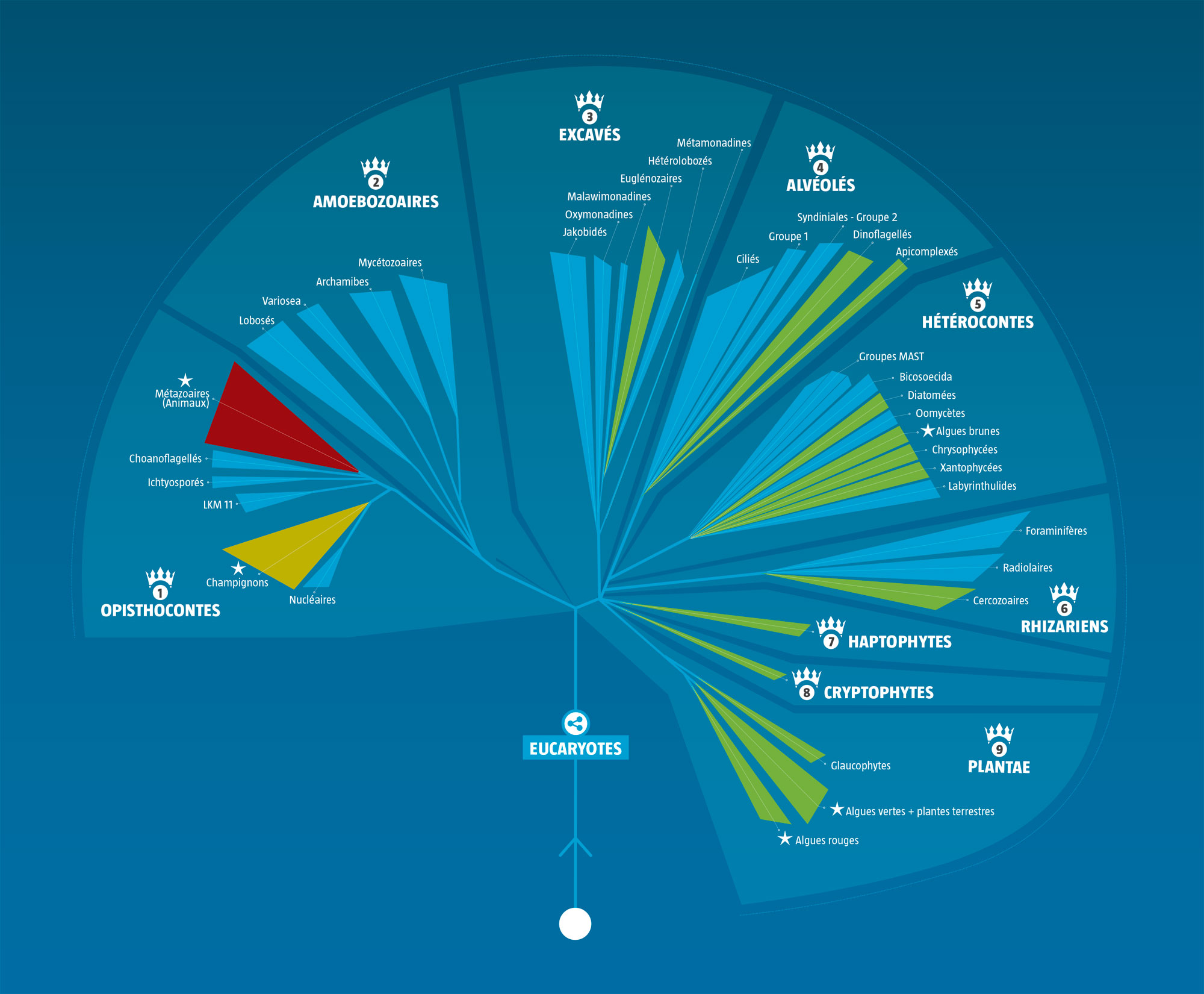 Quelle est la place des algues dans la classification du vivant ?