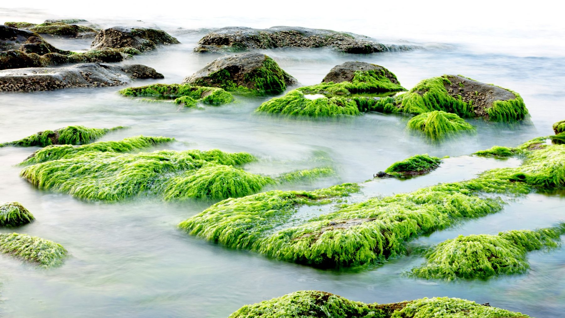 Ce sont bien les algues vertes