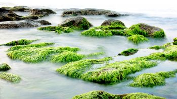Les algues vertes flirtent avec la surface terrestre et l'eau douce - La  Salamandre