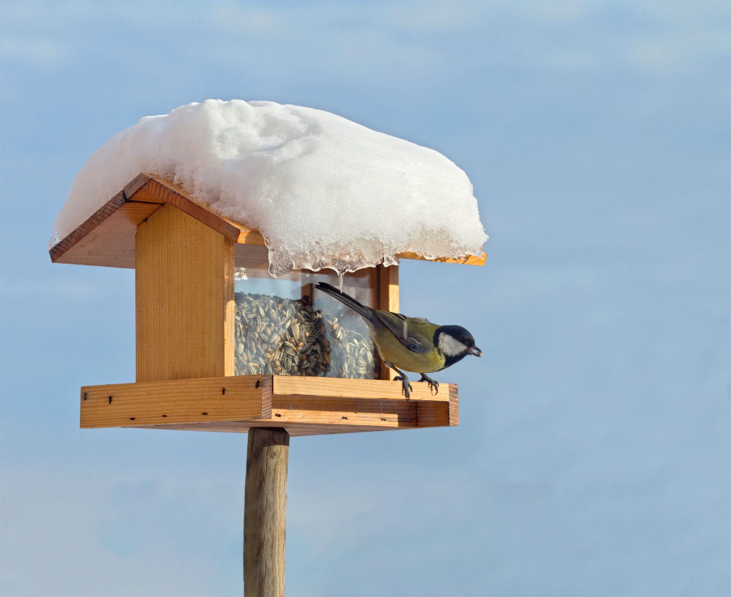 Mangeoire à oiseaux : comment nourrir les oiseaux de son jardin en