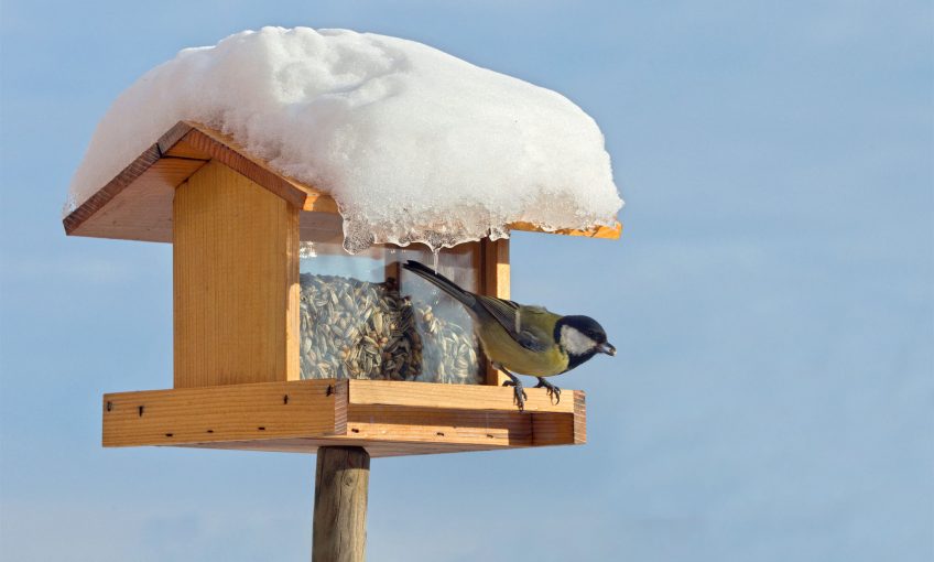 Comment nourrir correctement les oiseaux en hiver ? - La Salamandre
