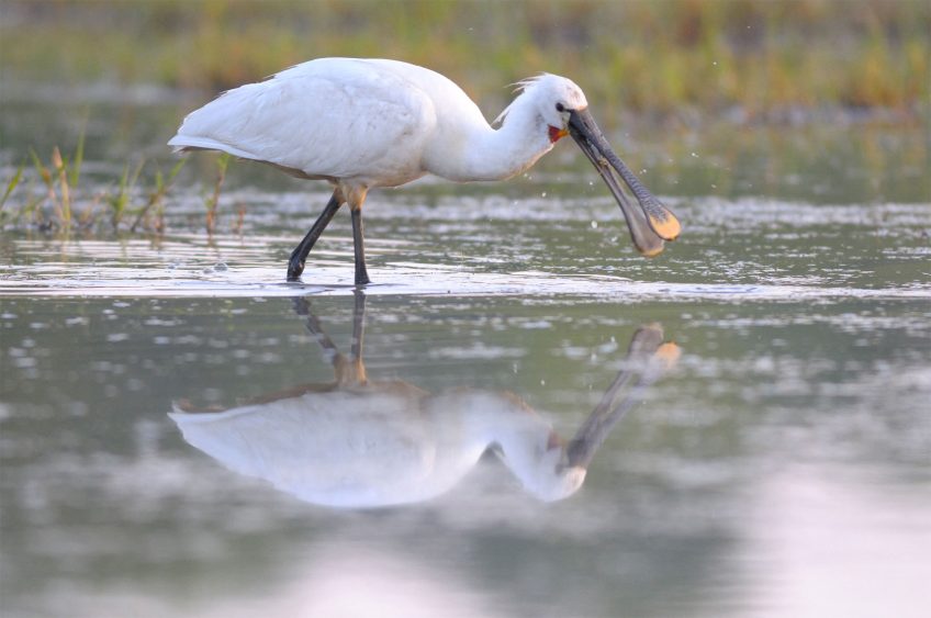 L'hiver au chaud pour les oiseaux dans les marais des Landes