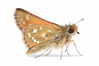 Dérèglement climatique : Comment les papillons s'adaptent-ils ?