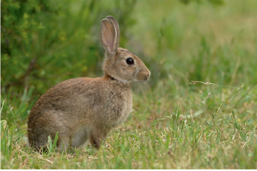 3 adaptations d'animaux face à la pollution : le lapin
