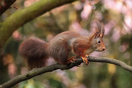 Écureuil roux sur un vieux tronc d'arbre dans la forêt 40x30 cm - petit