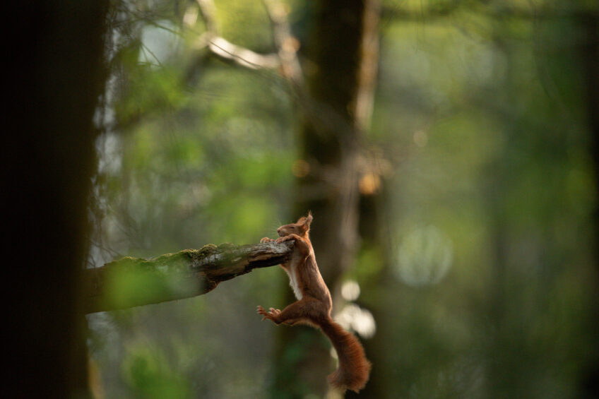 La face cachée de l’écureuil - Livre photos Histoires d'images