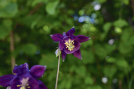 Les étonnantes fleurs de l’ancolie 
se déclinent du pourpre sombre au lilas clair. / ©  Thomas Martignier
