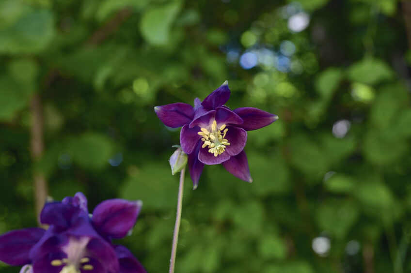 Les étonnantes fleurs de l’ancolie se déclinent du pourpre sombre au lilas clair.