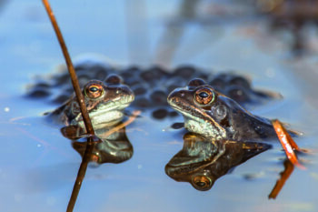 Two common frogs (Rana temporaria) on display during mating season in early spring with frogspawn in the background