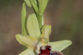 L’ophrys de Provence est protégée  dans la région. / © Robin Rolland
