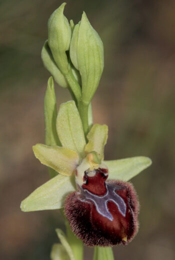 L’ophrys de Provence