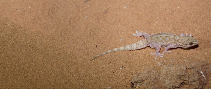 Gecko Porte-bonheur Lézard Salamandre Aloha Hawaii Pieds Sweat à Capuche 