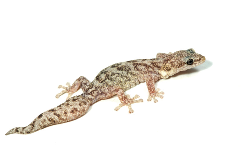 Eulepte d’Europe gecko