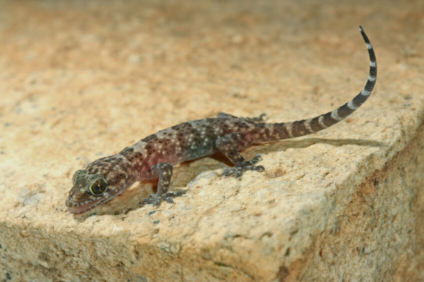 Hémidactyle verruqueux gecko