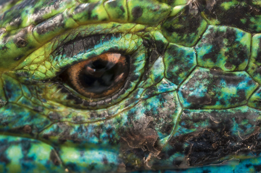 Lézard vert : tout savoir sur un des plus grands reptile d'Europe