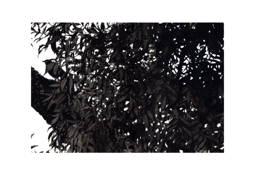Merle noir dans un frêne