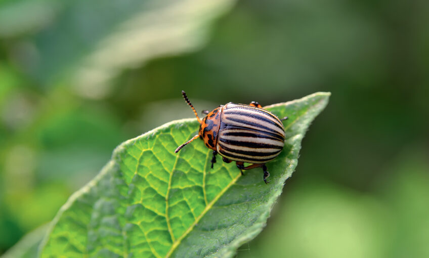 Insectes Autres Invertebres Ecole