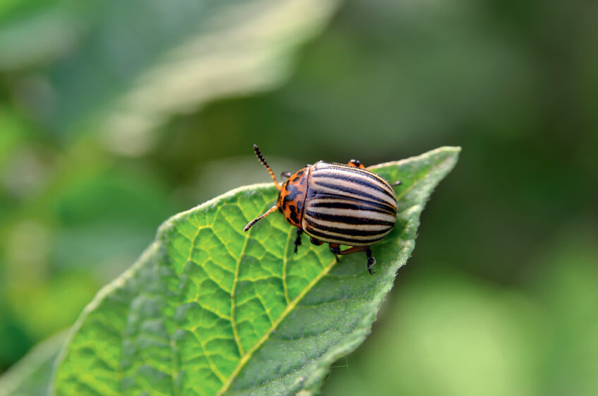Comment s’appelle cet insecte ? - École