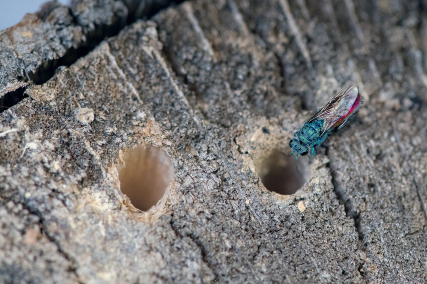 Guêpe coucou, des guêpes parasites aux couleurs incroyables