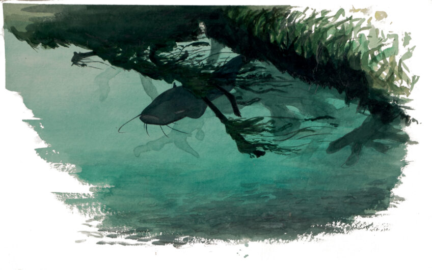 Silure : découvrez un poisson géant au fond du lac Léman
