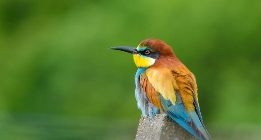 Gu pier d Europe le plus color de nos oiseaux La Salamandre