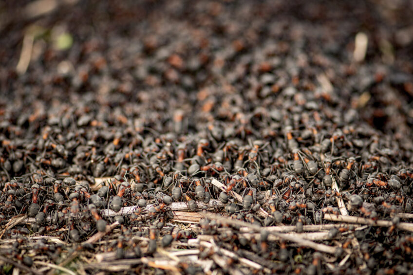 Fourmis, découvrez les fourmilières géantes du Jura suisse