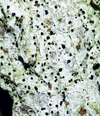 Bactrospora dryina - un lichen du chêne
