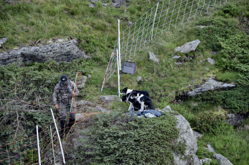 Loup, une association aide les bergers suisses à protéger les troupeaux