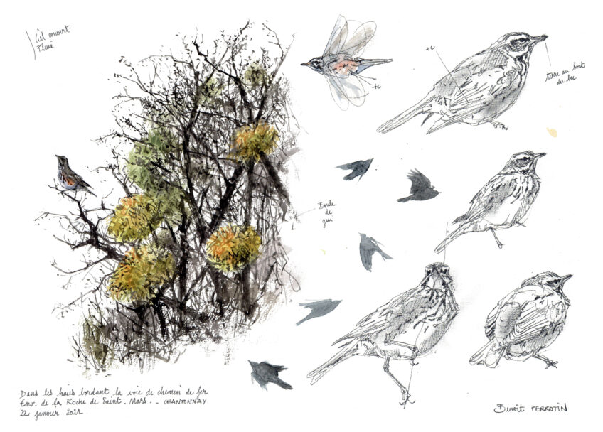 Grive, l'oiseau migrateur dessiné par Benoît Perrotin