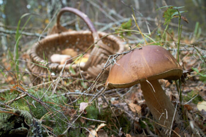 Un champignon cause de graves problèmes aux Serres Jardins-Nature