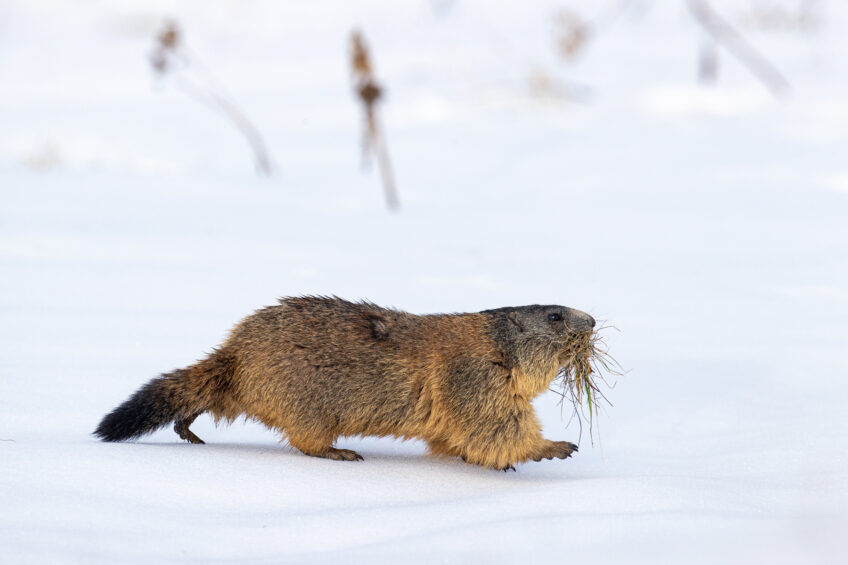 Marmotte sur la neige apportant de la litière dans son terrier.