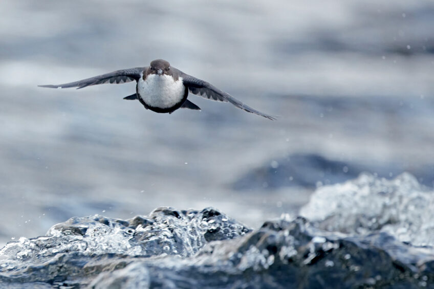 Les 13 plus belles photos d'oiseaux de 2021 selon le Vogelwarte