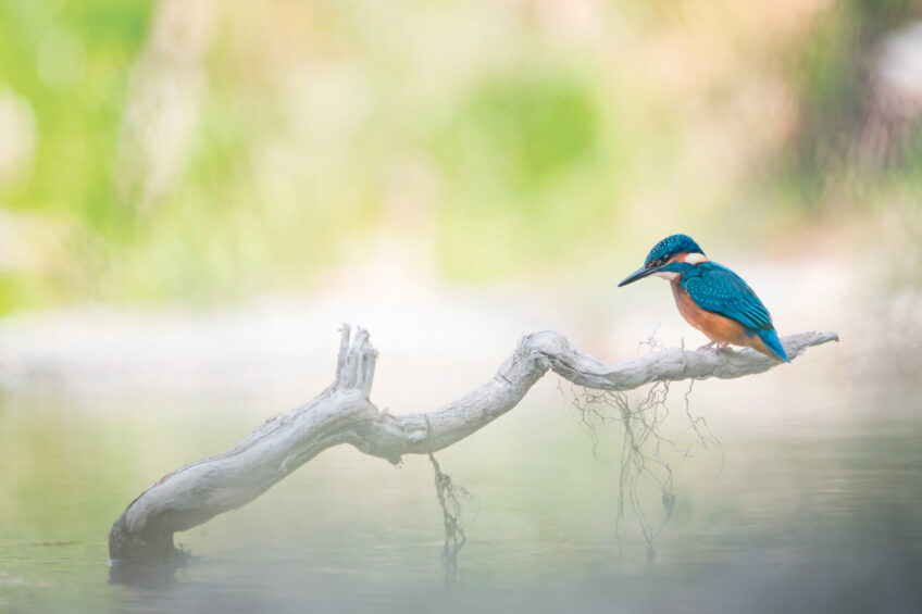 Les 13 plus belles photos d'oiseaux de 2021 selon le Vogelwarte
