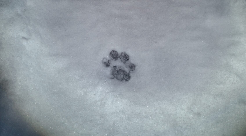 Empreinte de lynx dans la neige