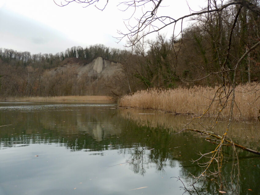 A la découverte des mousses du Moulin de Vert à Genève