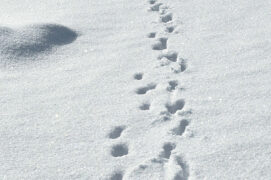 Traces de chevreuils dans la neige / © Nathan Horrenberger 